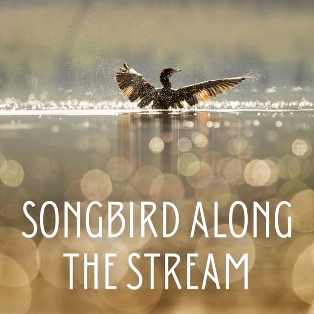 Songbird Along the Stream - Relax in Nature