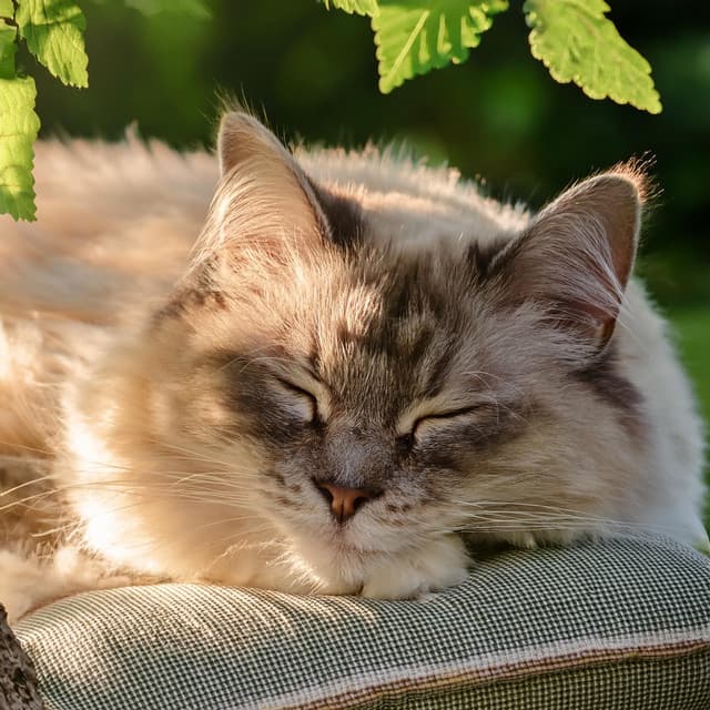 Música De Guitarra Para Mascotas: Sonidos Reconfortantes - Alegre Musica Relajante de Guitarra