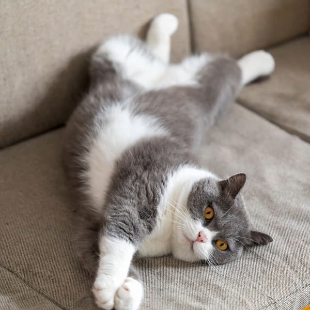 Calming Tunes for Cats: Quiet Moments - Binaural Recorders