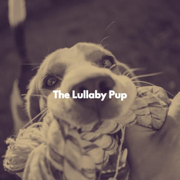 The Lullaby Pup - Calm Classic Jazz