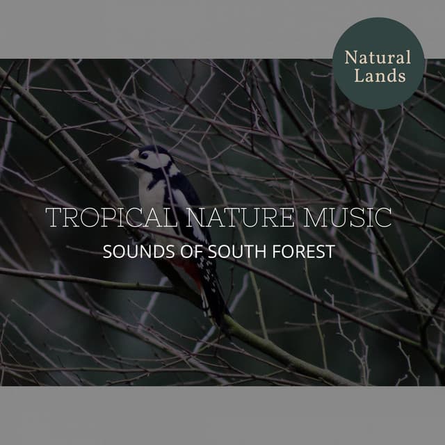 Tropical Nature Music - Sounds of South Forest - Sleepy Times