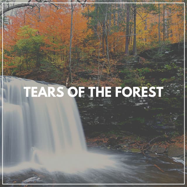 Tears of the Forest - Waterfalling