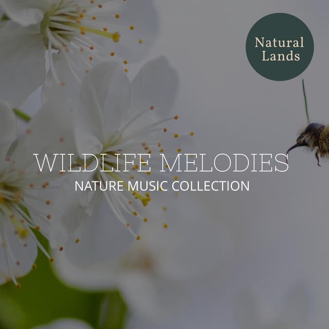 Wildlife Melodies - Nature Music Collection - Sleepy Times