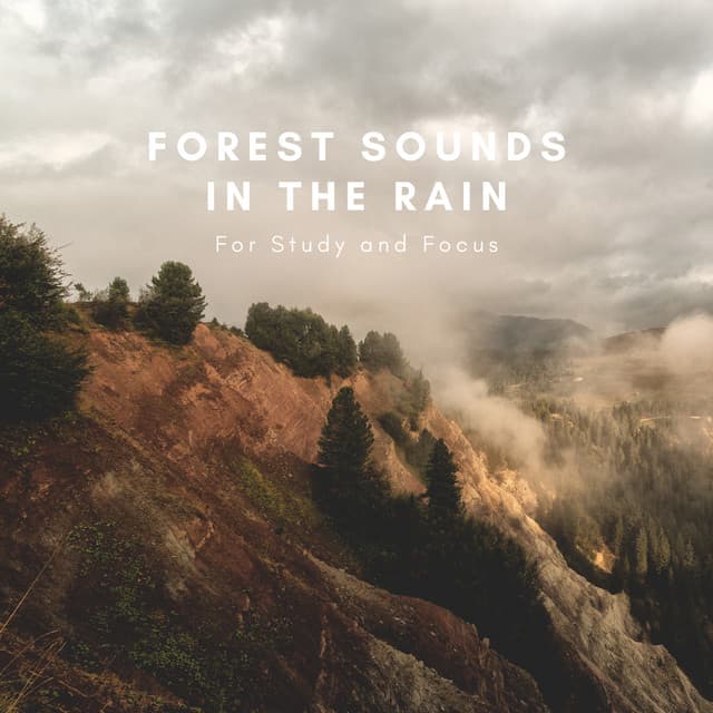 Forest Sounds In The Rain For Study And Focus - Natural Sounds Selections
