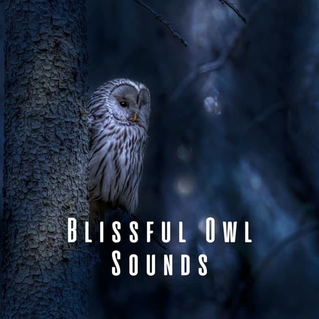 Blissful Owl Sounds - Birds On Television