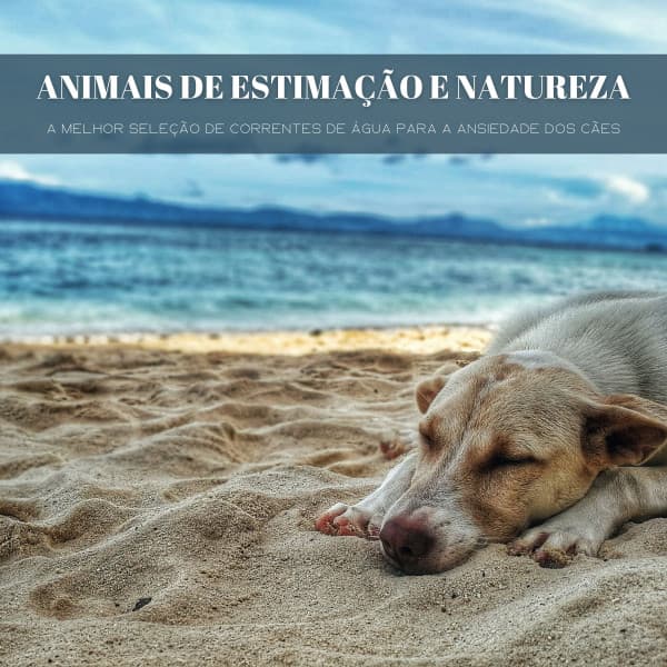 Animais De Estimação E Natureza: A Melhor Seleção De Correntes De Água Para A Ansiedade Dos Cães - #Calmante