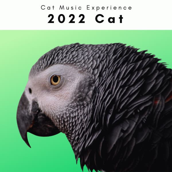 2022 Cat - Cat Music Experience
