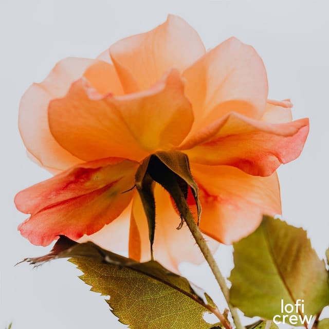 Smooth Dusty LoFi Vibes - Lofi Chiller