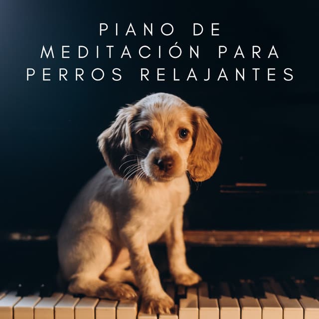 Armonía De Ladridos: Piano De Meditación Para Perros Relajantes - Chillout Salón Piano