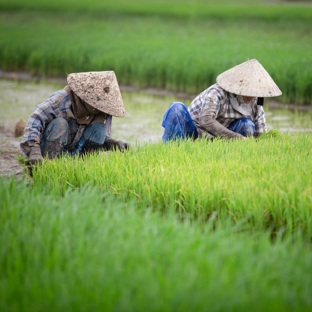 Nature's Work Symphony: Rain Sounds and Binaural Ambience - Binaural Beats Research