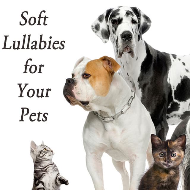 Soft Lullabies for Your Pets - Pet Care Music Therapy