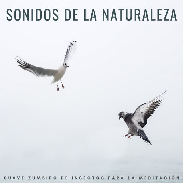 Sonidos De La Naturaleza: Suave Zumbido De Insectos Para La Meditación - Grillos Cantantes