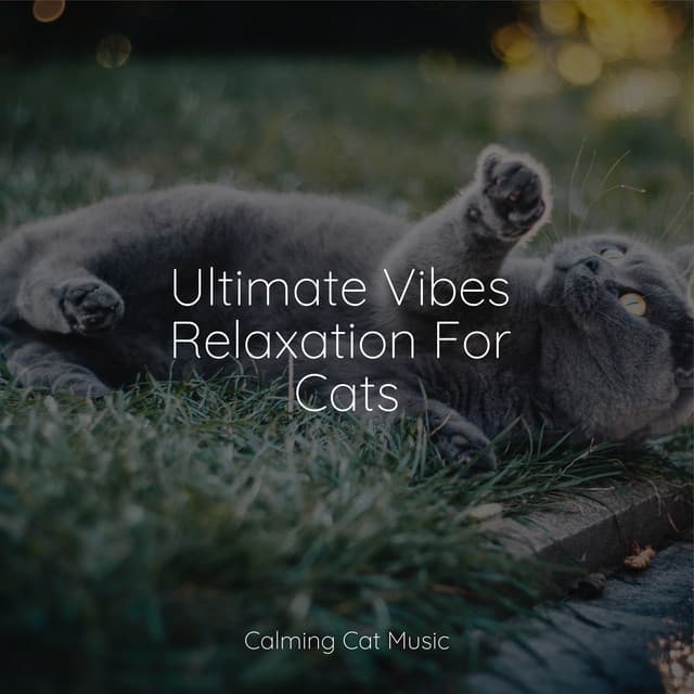 Ultimate Vibes Relaxation For Cats - Music for Cats Peace