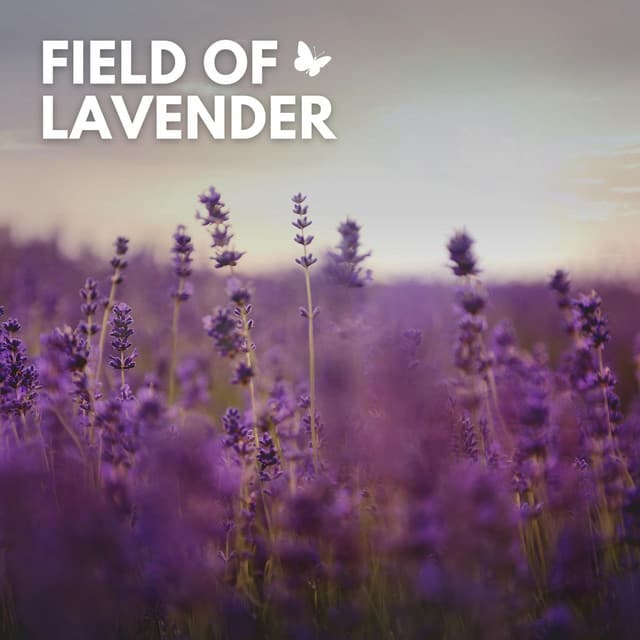 Field of Lavender - Mother Nature Sound FX