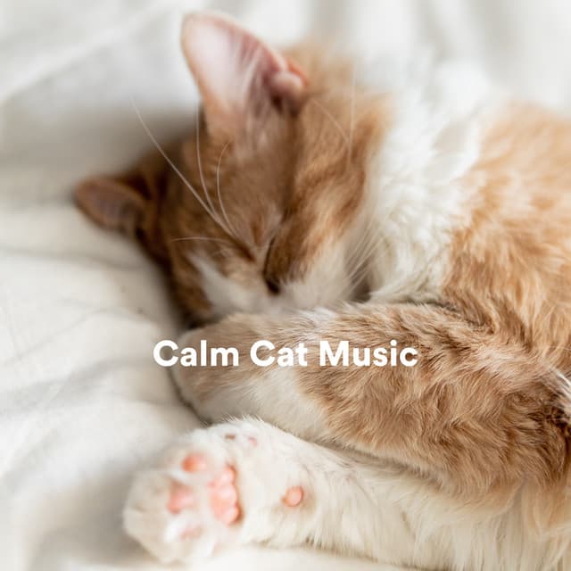 Calm Cat Music - Music For Cats