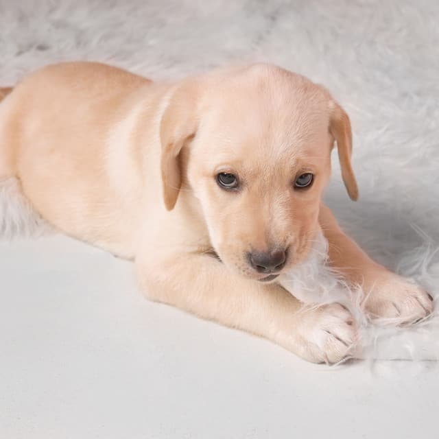 Rainy Paw-fect Serenade: Peaceful Ambient Dog Time Relax - Rain Recordings