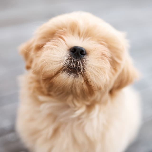 Smooth Jazz Paws: Coffee Shop Vibes for Happy and Relaxed Dogs - Bebop Jazz Radio