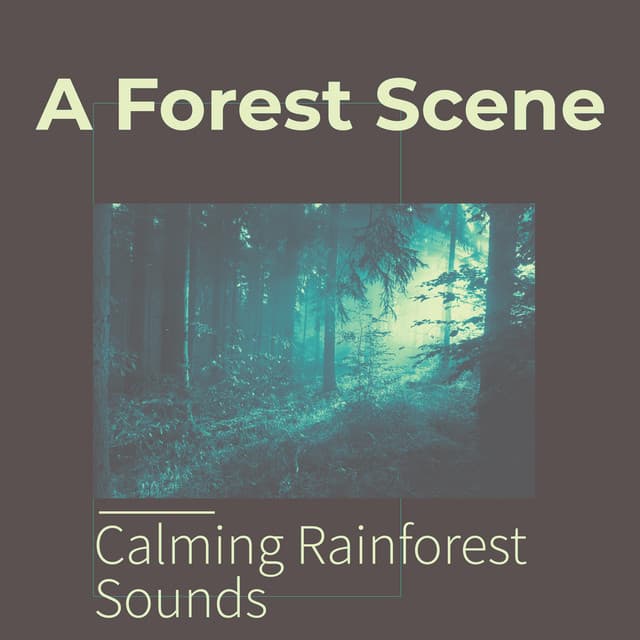 A Forest Scene - Calming Rainforest Sounds