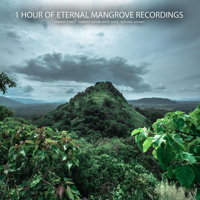 1 Hour of Eternal Mangrove Recordings - Ambient Forest