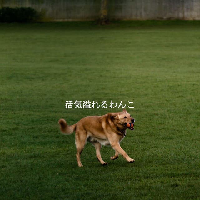 活気溢れるわんこ - Rainy Day Jazz