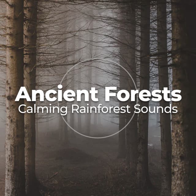 Ancient Forests - Calming Rainforest Sounds