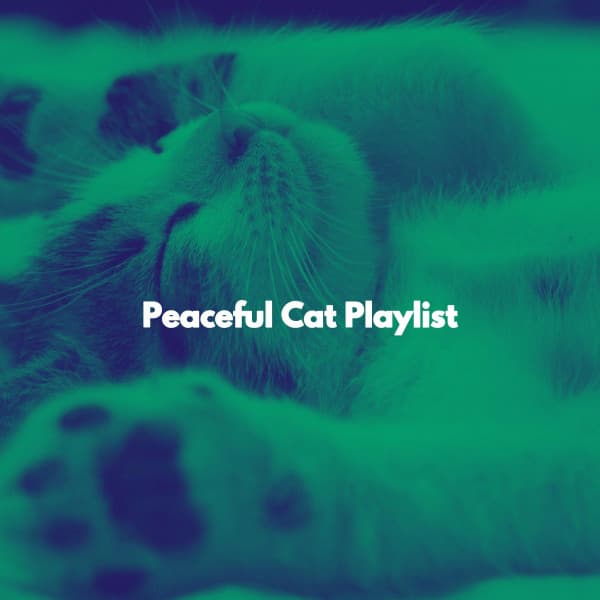 Peaceful Cat Playlist - Música Romántica para Bares en México City