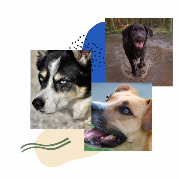 Feelings for Behaving Dogs - Dog Sleep Dreams