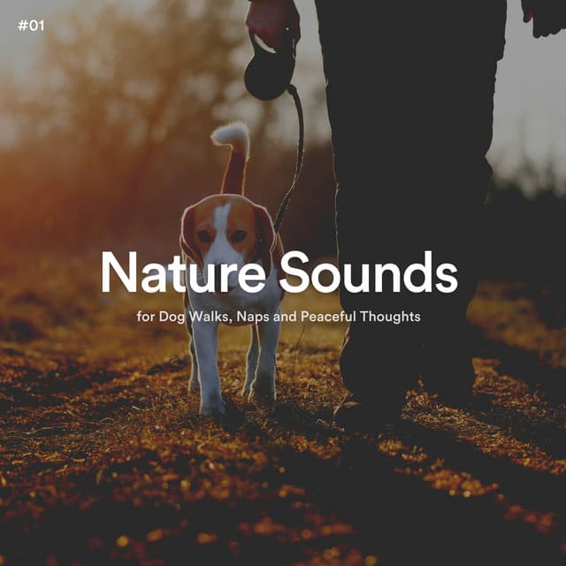 #01 Nature Sounds for Dog Walks, Naps and Peaceful Thoughts - The Nature Soundscapes