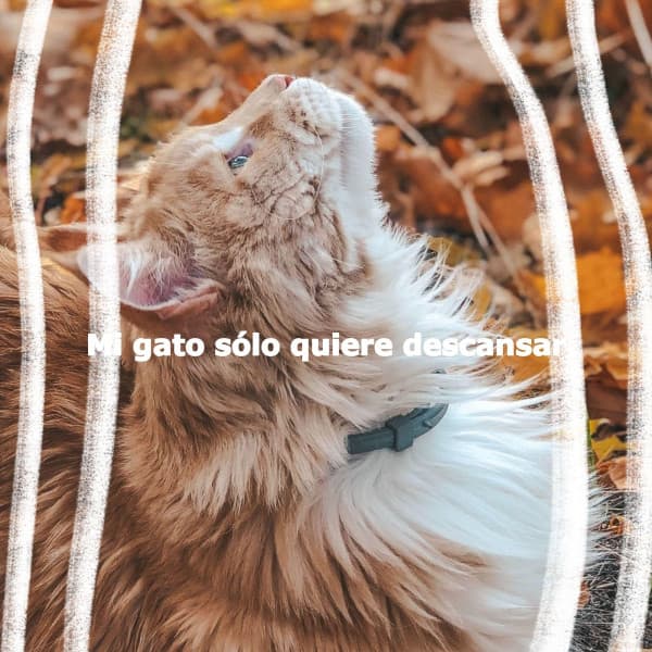 Mi gato sólo quiere descansar - Musica de Bar Ambiente