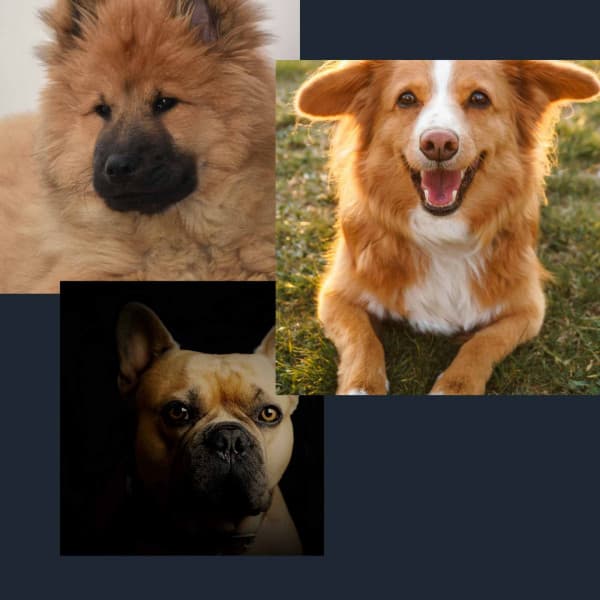 Music for Cutest Dogs - Chill Out - Dog Jazz Sounds