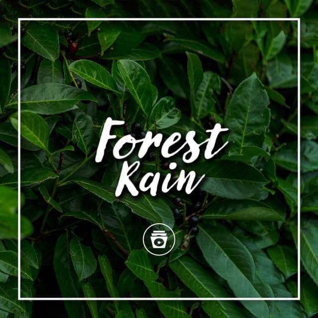 Forest Rain - 24H Rain Sounds