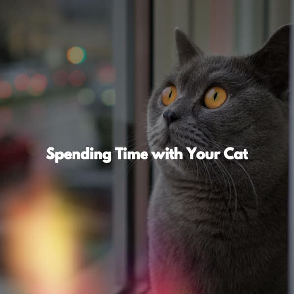 Spending Time with Your Cat - Easy Listening Background Music