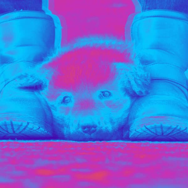 Music for Lazy Hound - Elegant Jazz Quintet - Jazz for Dogs