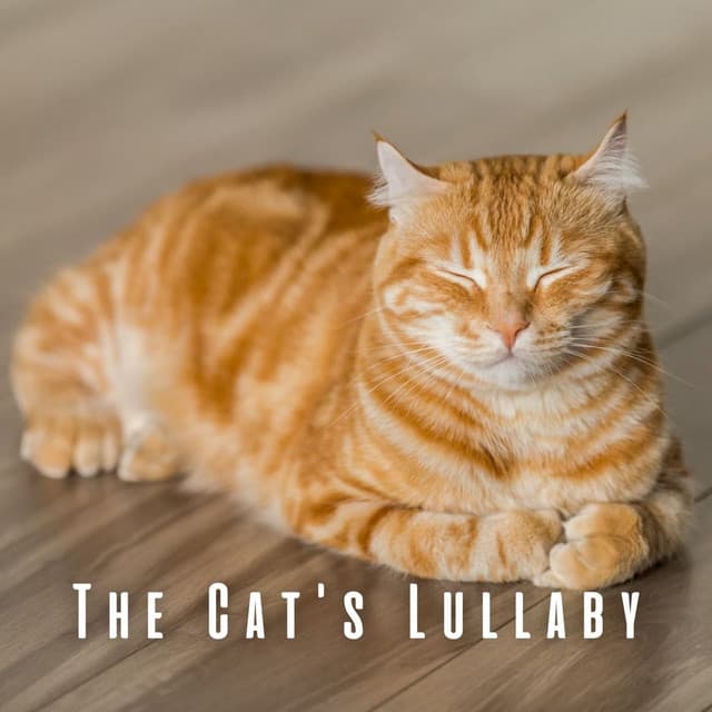 The Cat's Lullaby: Relaxing Sounds with Chill Rain Tunes - Cat Music Jukebox