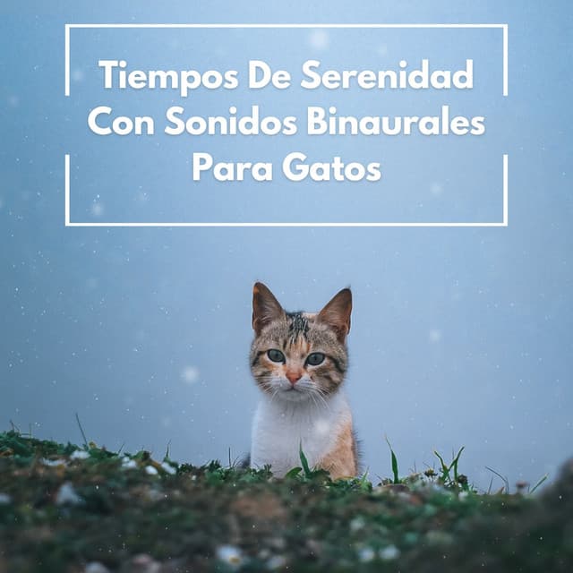 Tiempos De Serenidad Con Sonidos Binaurales Para Gatos - Movimientos Binaurales
