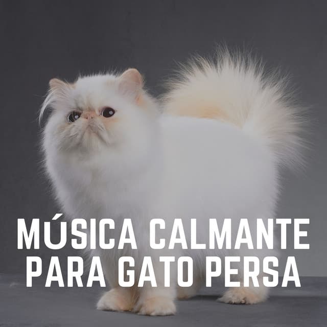 Música Calmante para Gato Persa - Musica para Gatos