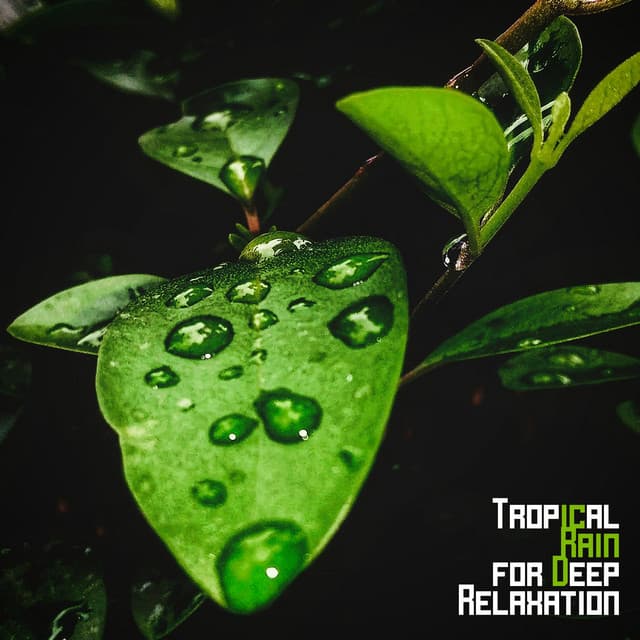 Tropical Rain for Deep Relaxation - Natural Zen Meditation White Noise