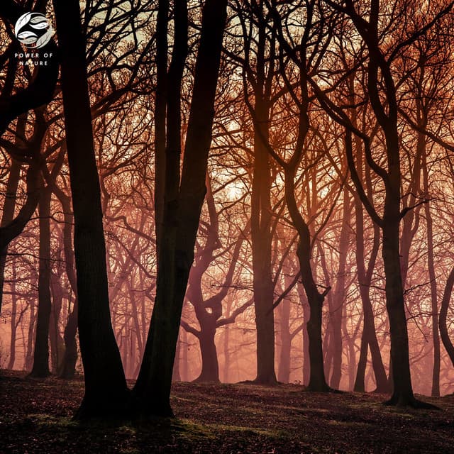 Mystical Meditation In The Night Forest - Mystic Nature