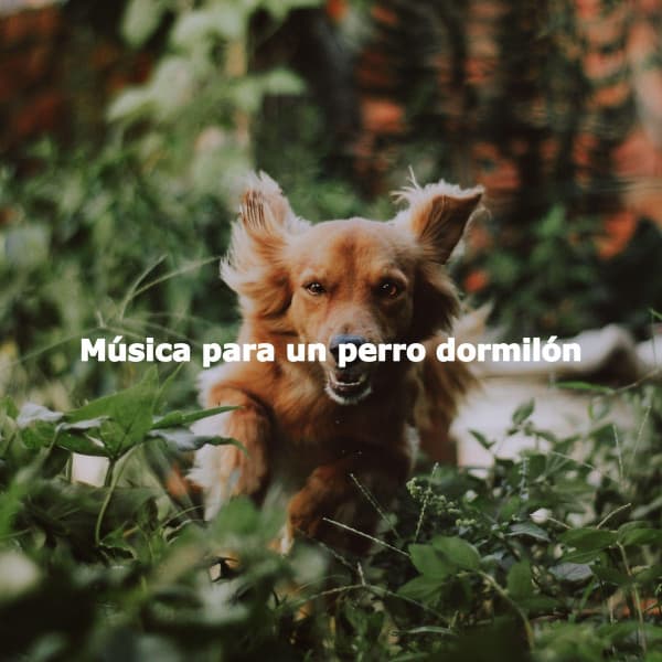 Música para un perro dormilón - Relaxing Dog Music Classics