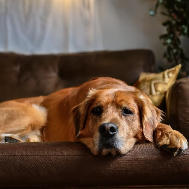 Music For Dogs And The Joy Of Gentle Days - Blissful Dog Time