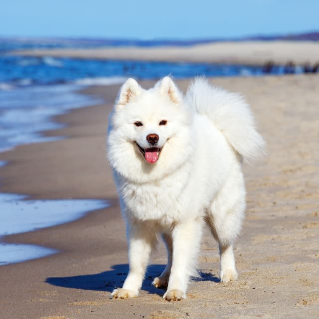 Serene Ocean Bonding: Binaural Soundscapes for Blissful Dog Time - Ocean Currents