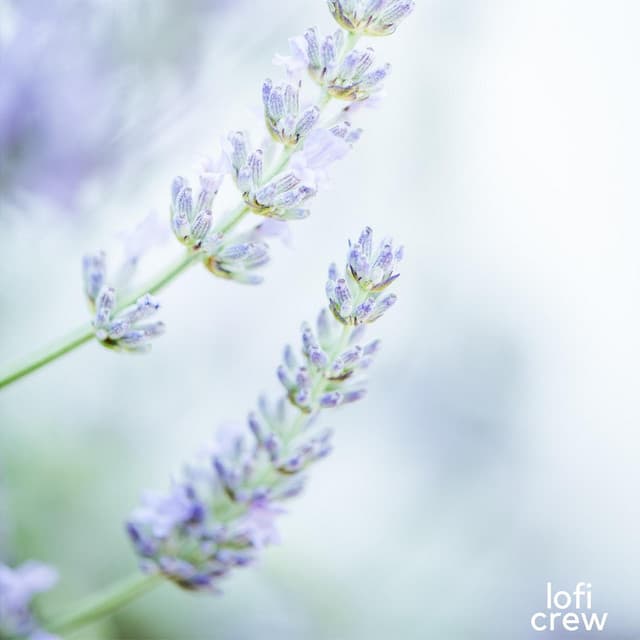 Cool Lofi For Focus - Study Zone