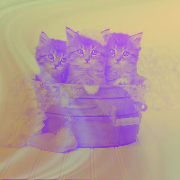 Sleepy Cats - Inspired - Cat Music Experience