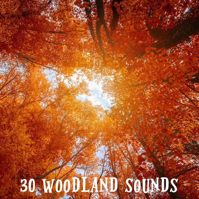 ! ! ! ! ! ! " 30 Woodland Sounds " ! ! ! ! ! ! - Forest Sounds