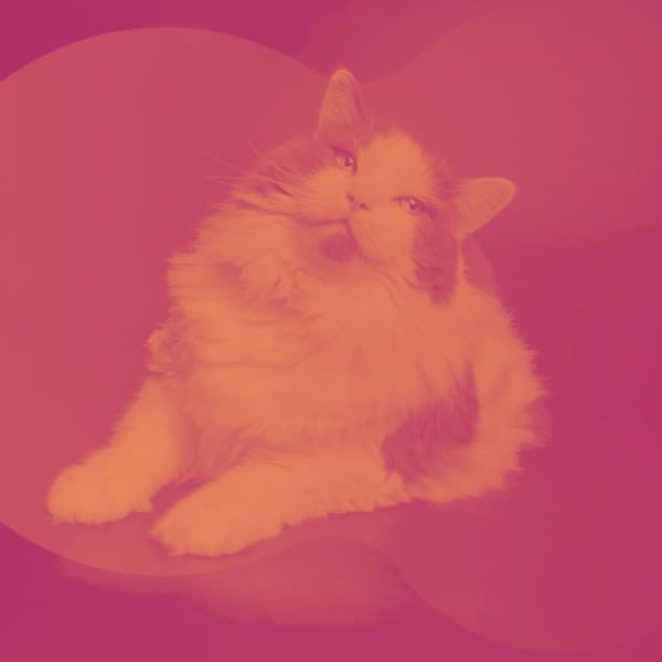 Astonishing Bgm for Afternoon and Cats - Cat Music Studio