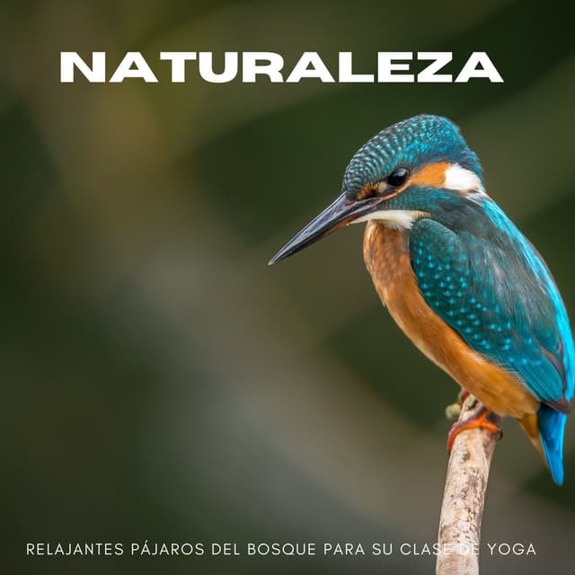 Naturaleza: Relajantes Pájaros Del Bosque Para Su Clase De Yoga - Bosque Tropical