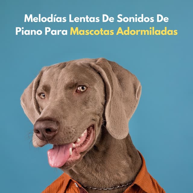 Melodías Lentas De Sonidos De Piano Para Mascotas Adormiladas - RPM (Relaxing Piano Music)
