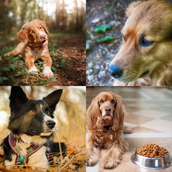 Music for Sleeping Dog - Dog Music Library