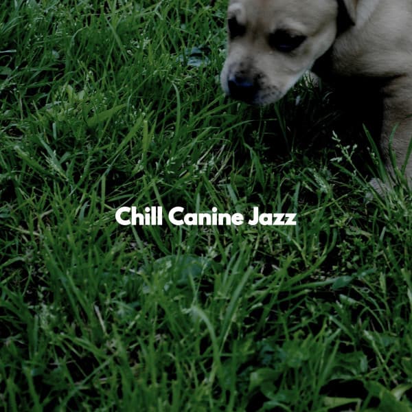 Chill Canine Jazz - Popular Jazz Lounge Bar