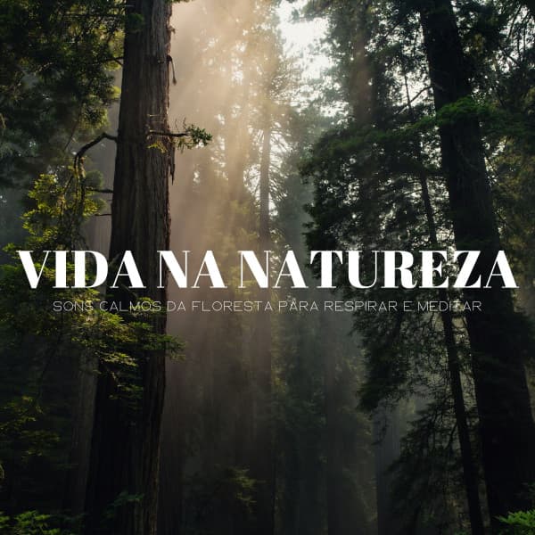 Vida Na Natureza: Sons Calmos Da Floresta Para Respirar E Meditar - Balneario
